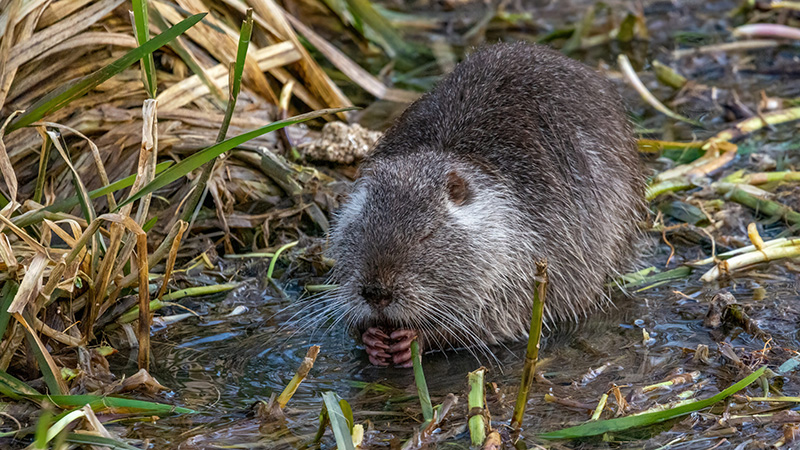 Biber, Nutria Bisam