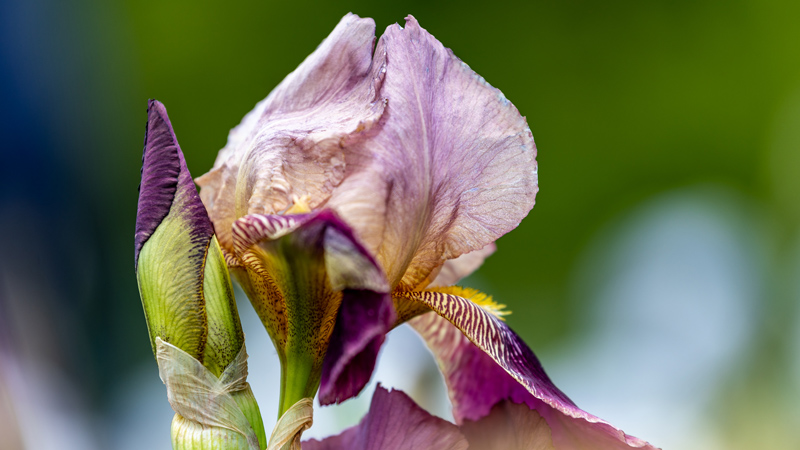 Iris